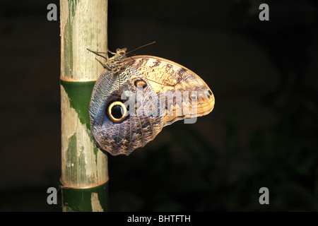 Owl Butterfly Caligo memnon on bamboo stem Stock Photo