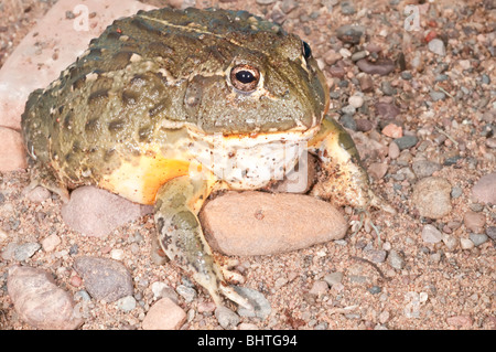 African bullfrog, Pyxicephalus adspersus, aggressive amphibian native