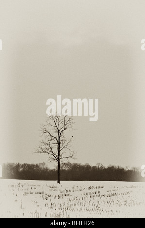 Antique Plate Effect of Lone Tree in Barren Corn Field Covered in Snow in Washington County, Indiana Stock Photo