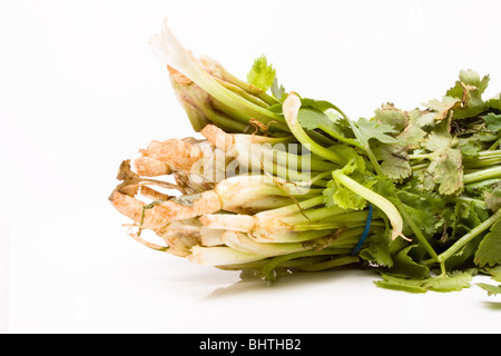 Bundle of Fresh Coriander or cilantro from low viewpoint isolated against white background. Stock Photo