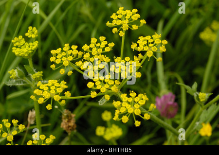Wild Parsnip flower, pastinaca sativa Stock Photo