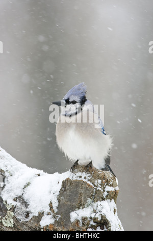 Blue Jay in Snow Stock Photo