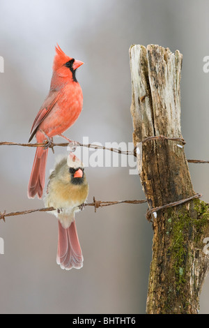 Northern Cardinals perched on fence in winter - vertical Stock Photo