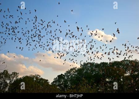 Mexican Freetail bats Tadarida brasiliensis in flight over trees at Bracken Cave Texas USA Stock Photo