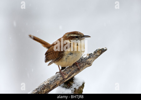 Carolina Wren Perched on Branch in Snow Stock Photo