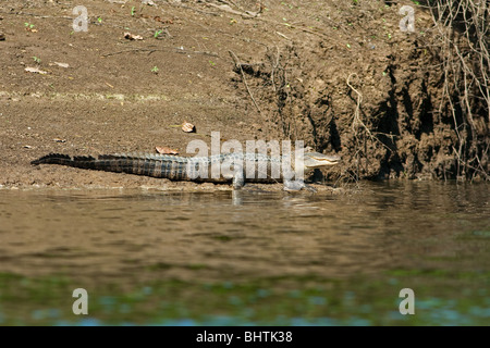 Alligator 'Alligator sinensis' Stock Photo
