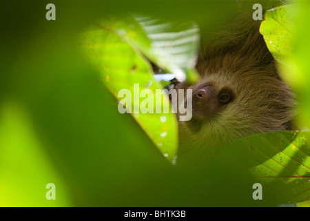 Pale-throated three toed Sloth in Costa Rica Stock Photo