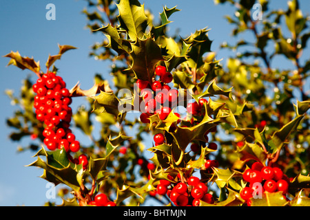 Bright red holly berries against a blue sky,Cromford,Derbyshire,UK. Stock Photo