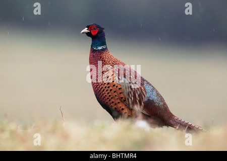 Common pheasant, Phasianus colchicus, single male on grass, West Midlands, February 2010 Stock Photo