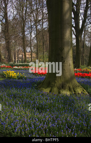 Tulip Field, Grand-Bigard castle, Brabant province, Belgium Stock Photo