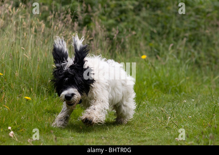 cockerpoo puppy running in countryside Stock Photo