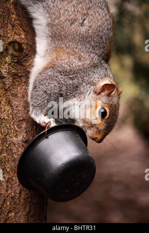 Grey Squirrel sciurus carolinensis close up image feeding from a feeder at rufford country park nottinghamshire Stock Photo