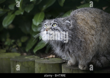 Pallas Cat (Otocolobus manul, or Felis manul) Stock Photo