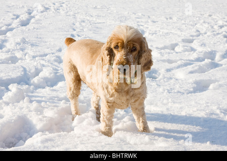 cocker spaniel in snow Stock Photo