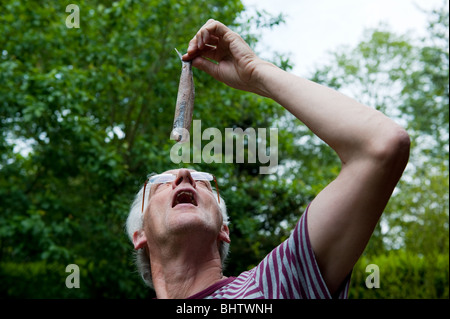 Dutch man is eating typical raw herring Stock Photo