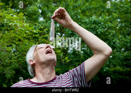 Dutch man is eating typical raw herring Stock Photo