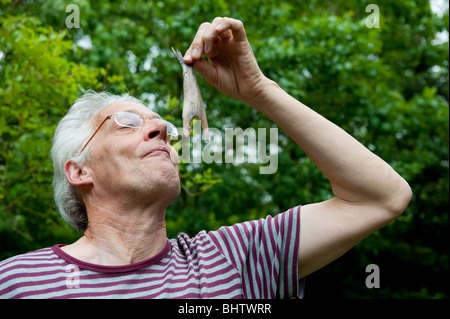 Dutch man is eating typical raw herring Stock Photo