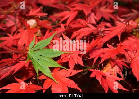 Japanese Maple (Acer palmatum) Autmn Colours at Queenswood arboretum Herefordshire Stock Photo