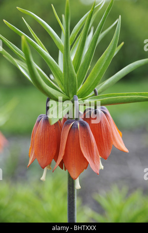 Crown imperial blossoms – detail Stock Photo