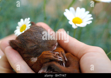 Human holding a baby squirrel in his hands Stock Photo
