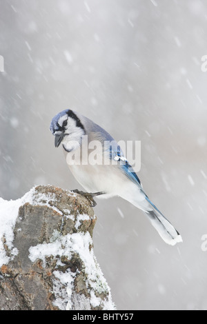 Blue Jay in Snow Stock Photo