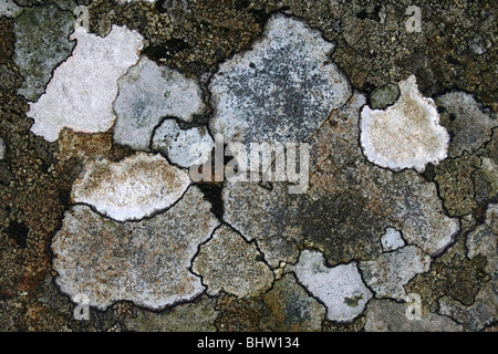 Patchwork Of Crustose Lichens On A Rock