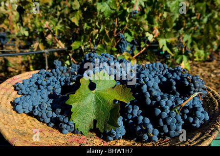 Black grapes in wicker tray in a vineyard winery Lebanon Middle East Asia Stock Photo