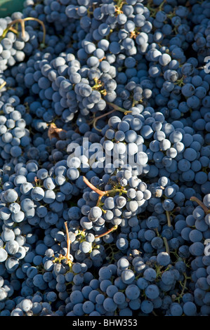 Black grapes in winery vineyard Lebanon Middle East Asia Stock Photo