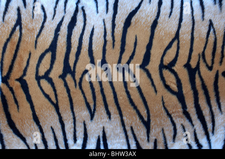 Tiger Skin Rug - John Gollop Stock Photo