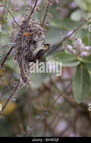 Indian Purple sunbird building nest Stock Photo