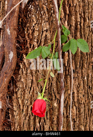 Long stemmed red rose on tree. Stock Photo