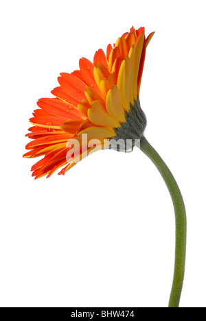 Red And Yellow Gerber Daisy Stock Photo