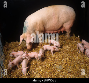 3 to 4 day old large white piglets with their mother Stock Photo