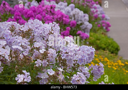 This floral garden shot features light purple summer phlox flowers with magenta phlox in the background and other greenery. Stock Photo