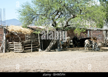 peaceful farmyard scene with brick outbuildings & animals feeding in shade of twisted tree Mexico Stock Photo