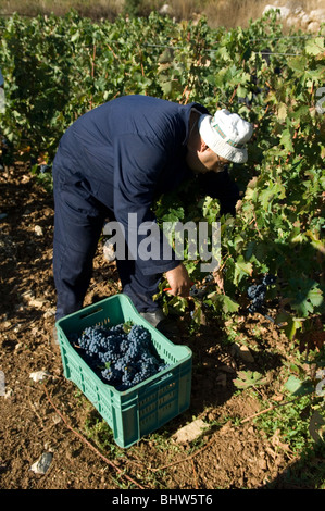 Middle Eastern farmer working in vineyard picking black grapes Lebanon Middle East Asia Stock Photo