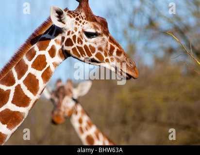 Two giraffes Stock Photo