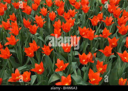 Tulipa Lelie, Syneada Orange, Grand-Bigard castle, Brabant province, Belgium Stock Photo