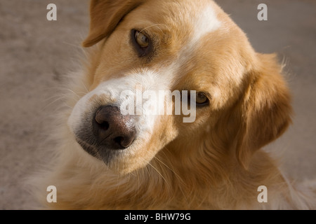 portrait of healthy tan and white mongrel dog Stock Photo
