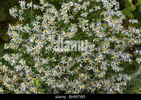 View of white Panicled Aster wildflowers on meadow wide flowers floral nobody none from above overhead full background North America hi-res Stock Photo