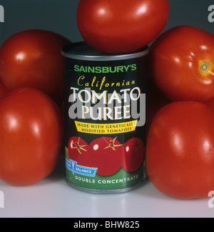 Tin of genetically modified tomato puree with ripe tomato fruit Stock Photo