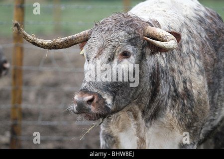 Old English Longhorn cattle, a traditional hardy breed, grazing the ...