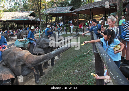 Maesa Elephant Camp show near Chiang Mai, Thailand Stock Photo