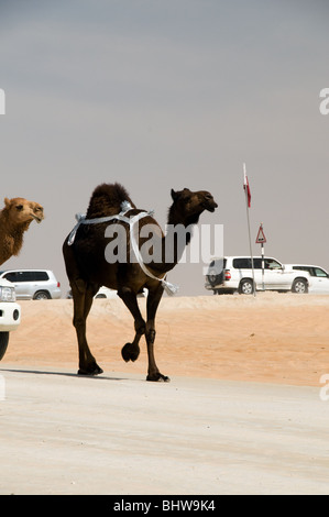 Al Dhafra camel festival, Zayed City, Abu Dhabi, UAE Stock Photo