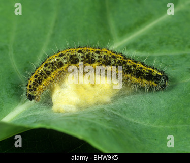 Parasitic wasp pupal cocoons on large white butterfly caterpillar host