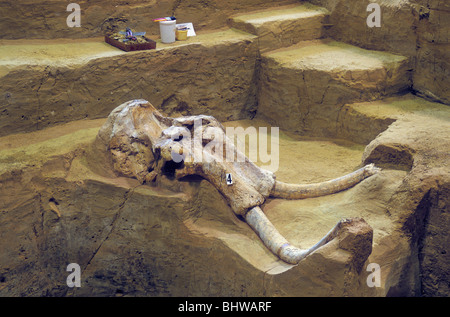 Excavated Columbian mammoth skull with bones in situ at The Mammoth Site in Hot Springs, South Dakota, USA Stock Photo