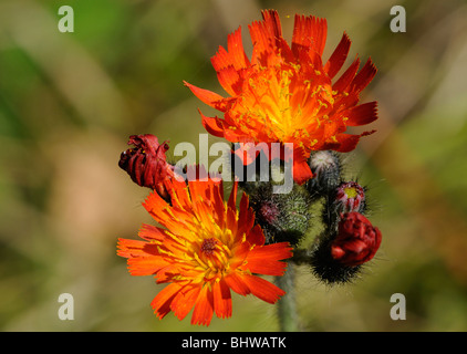 Flower of orange hawkweed, Pilosella  aurantiacum (Hieracium aurantiacum). Stock Photo