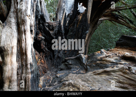 ancient tree damaged by lightning Parque Pereyra Iraola unesco biosphere reserve Buenos Aires Argentina Stock Photo