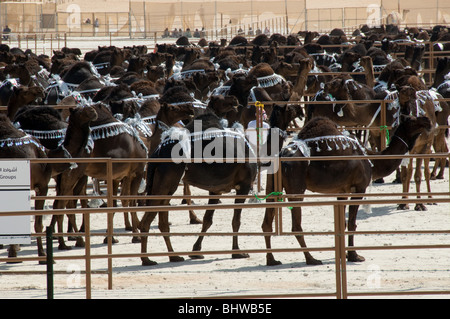 Al Dhafra camel festival, Zayed City, Abu Dhabi, UAE Stock Photo