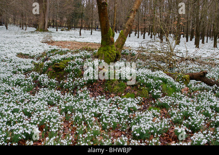 snowdrops in forest, welford berkshire england Stock Photo